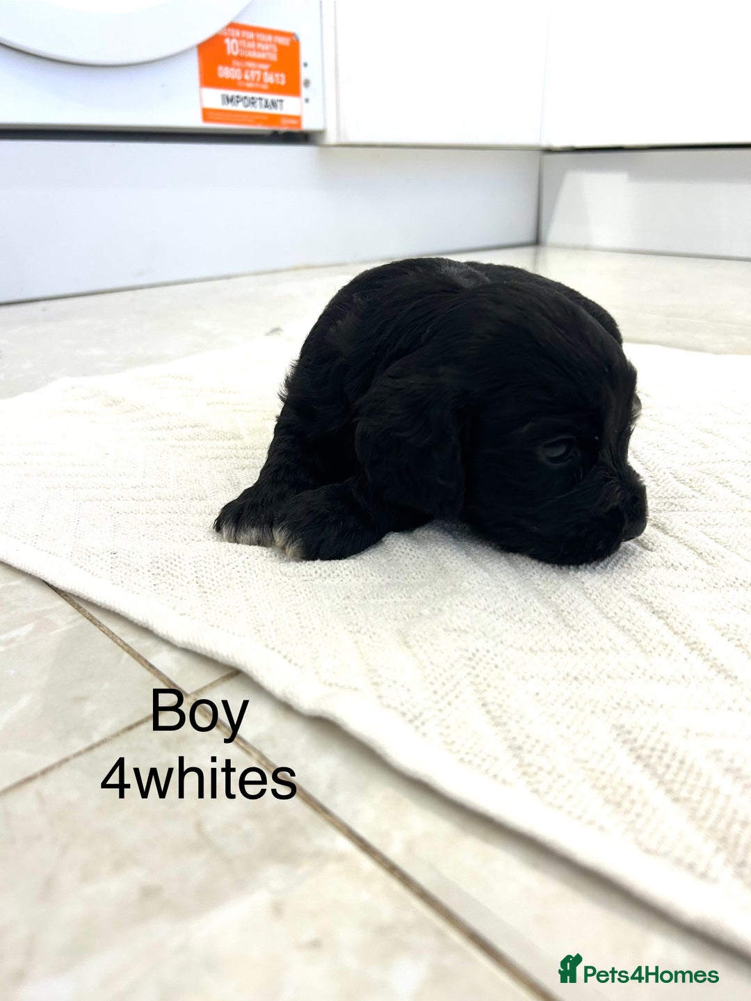 Cockapoo dogs for sale: Beautiful cockapoos  - Image 14