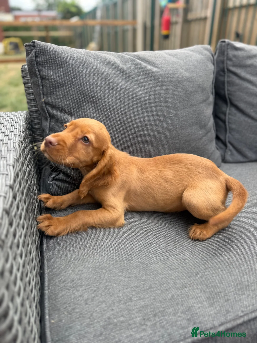 Cocker Spaniel dogs for sale: working cocker spaniels  - Advert 1