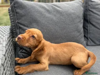 Cocker Spaniel dogs working cocker spaniels - Advert 1