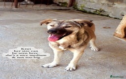 Mixed Breed dogs for adoption: Kiwi, 1 yr old. Available for adoption. - Image 4