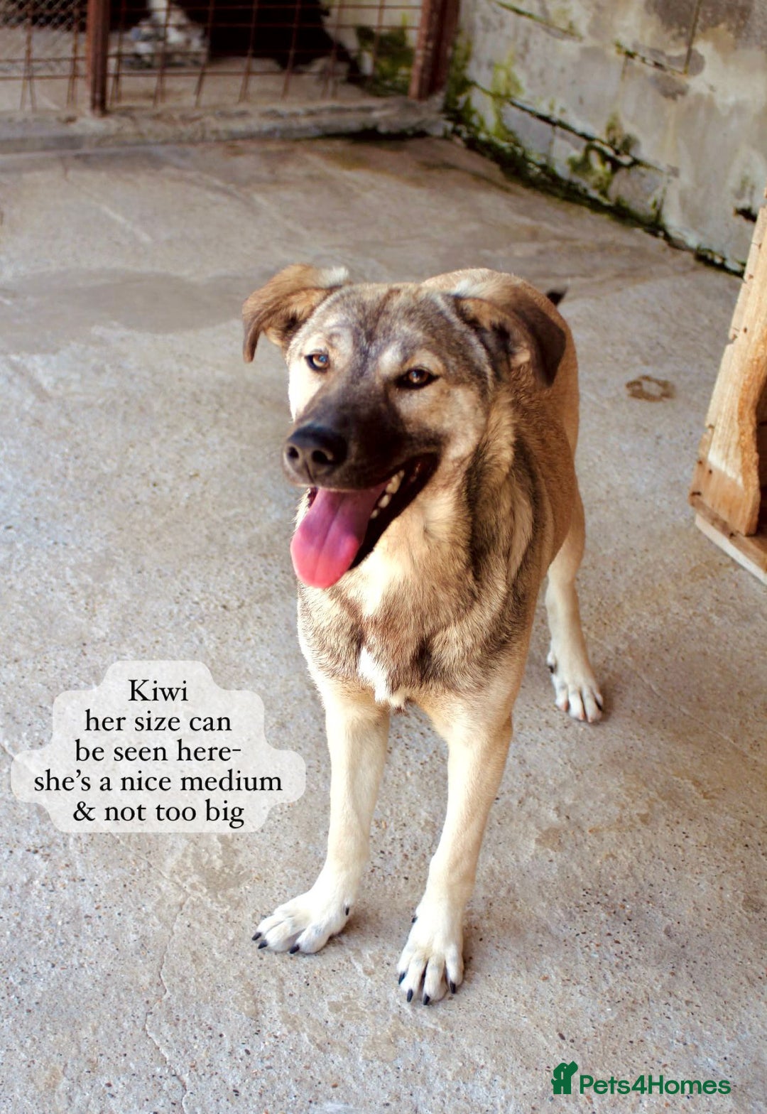 Mixed Breed dogs for adoption: Kiwi, 1 yr old. Available for adoption. - Image 4
