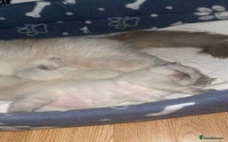 Ragdoll cats for sale: Pure ragdoll kittens ready to leave now ‼️ - Image 5