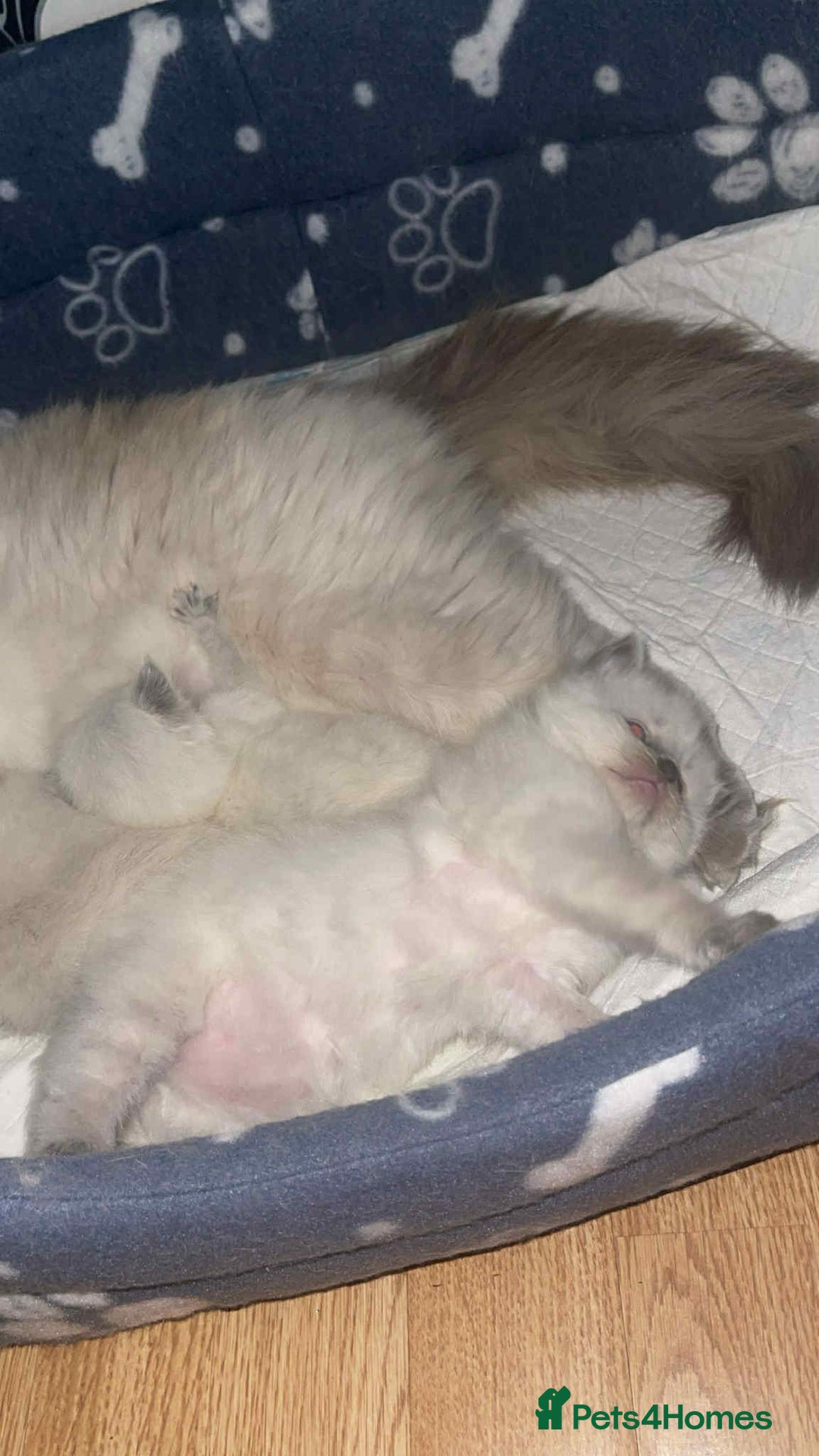 Ragdoll cats for sale: Pure ragdoll kittens ready to leave now ‼️ - Image 5