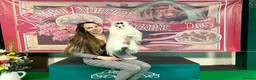 Maltese dogs for sale: Tiny KC Reg. Korean Show line puppies!  - Advert 18