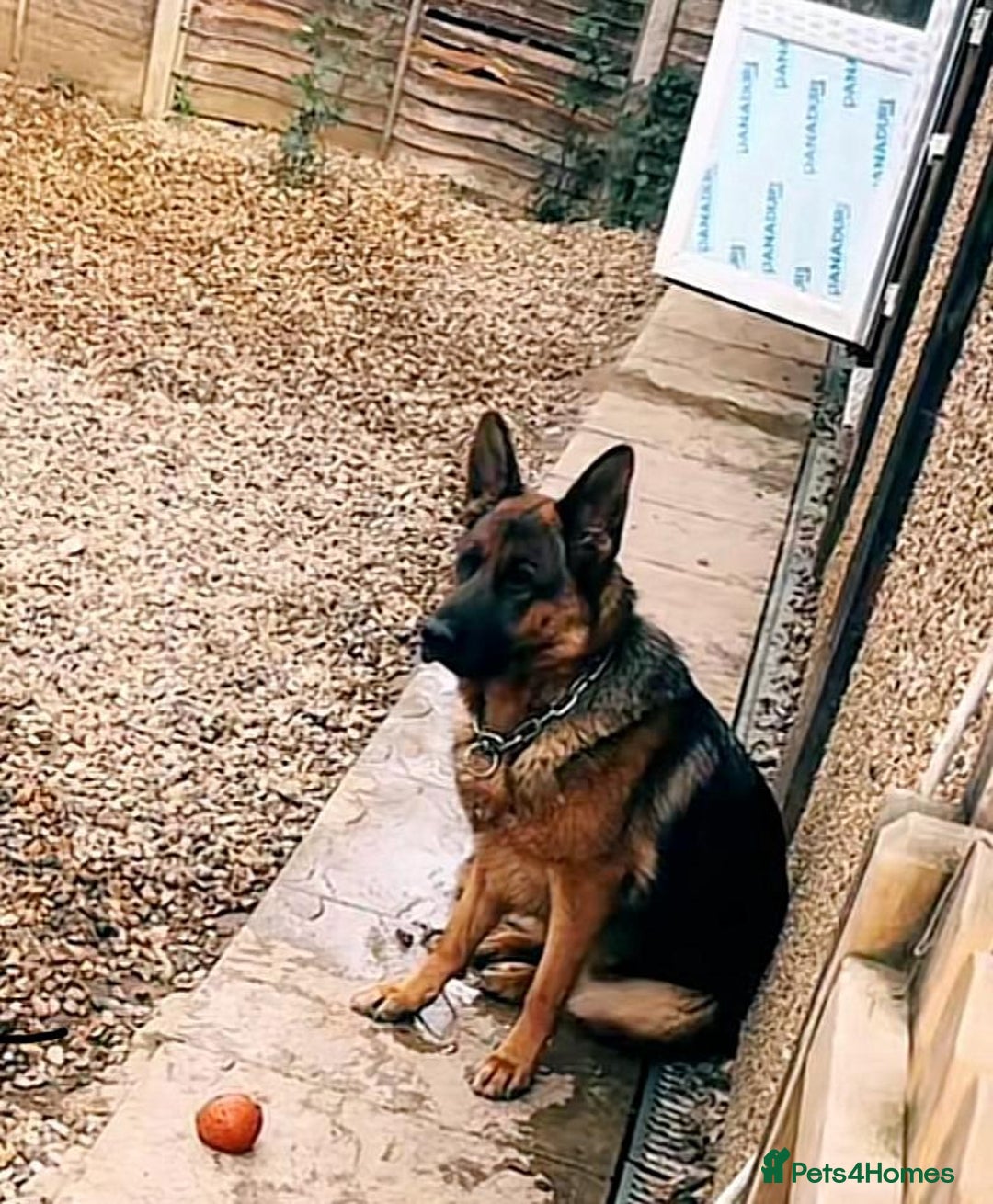 German Shepherd dogs for sale: German Shepherd Puppies for Sale — Only 4 Left! - Advert 2