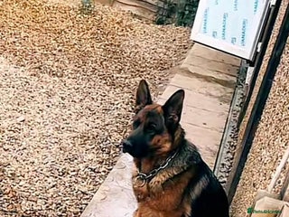 German Shepherd dogs German Shepherd Puppies for Sale — Only 4 Left! - Advert 1