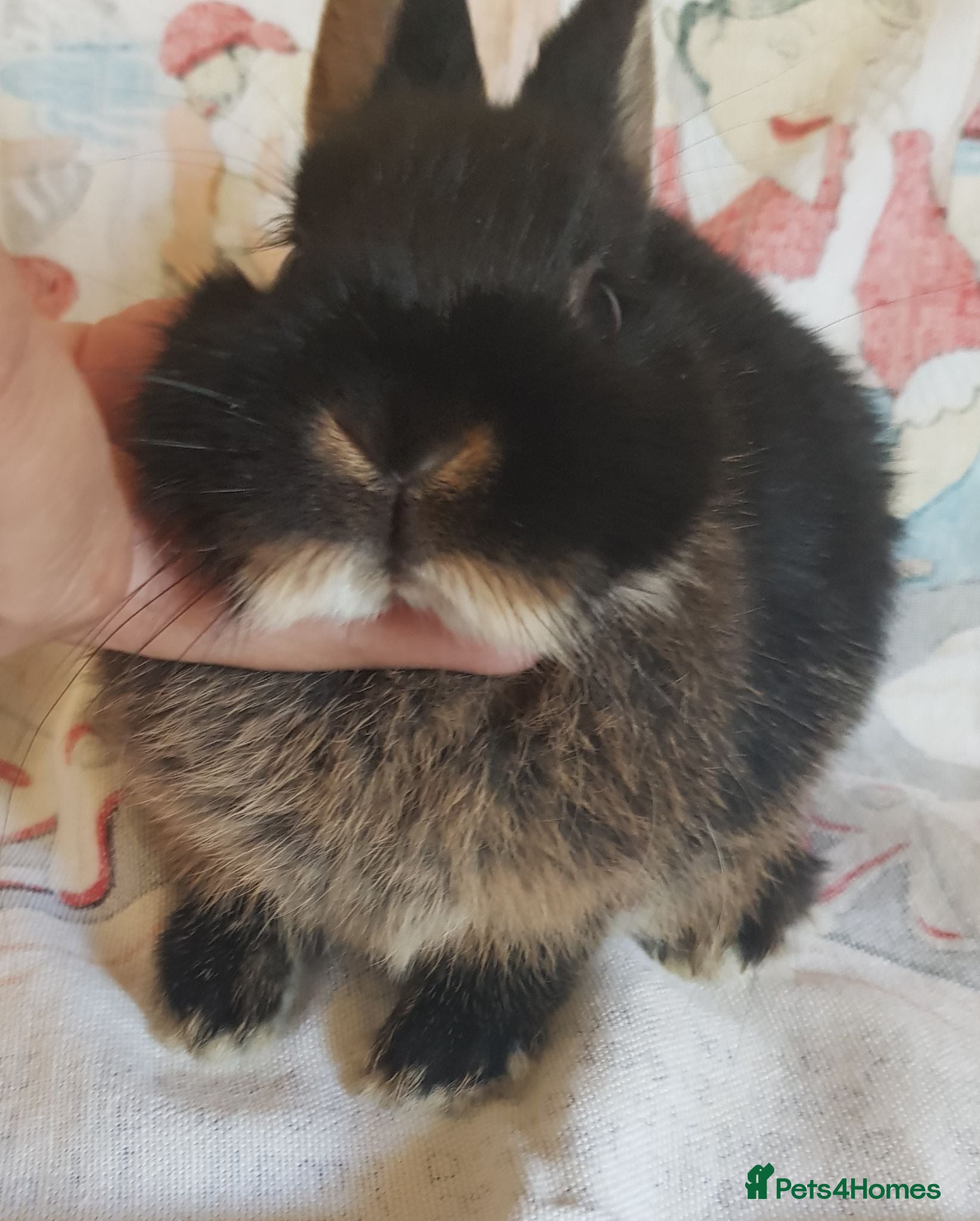 Netherland Dwarf rabbits Baby Netherland Dwarfs - Advert 14