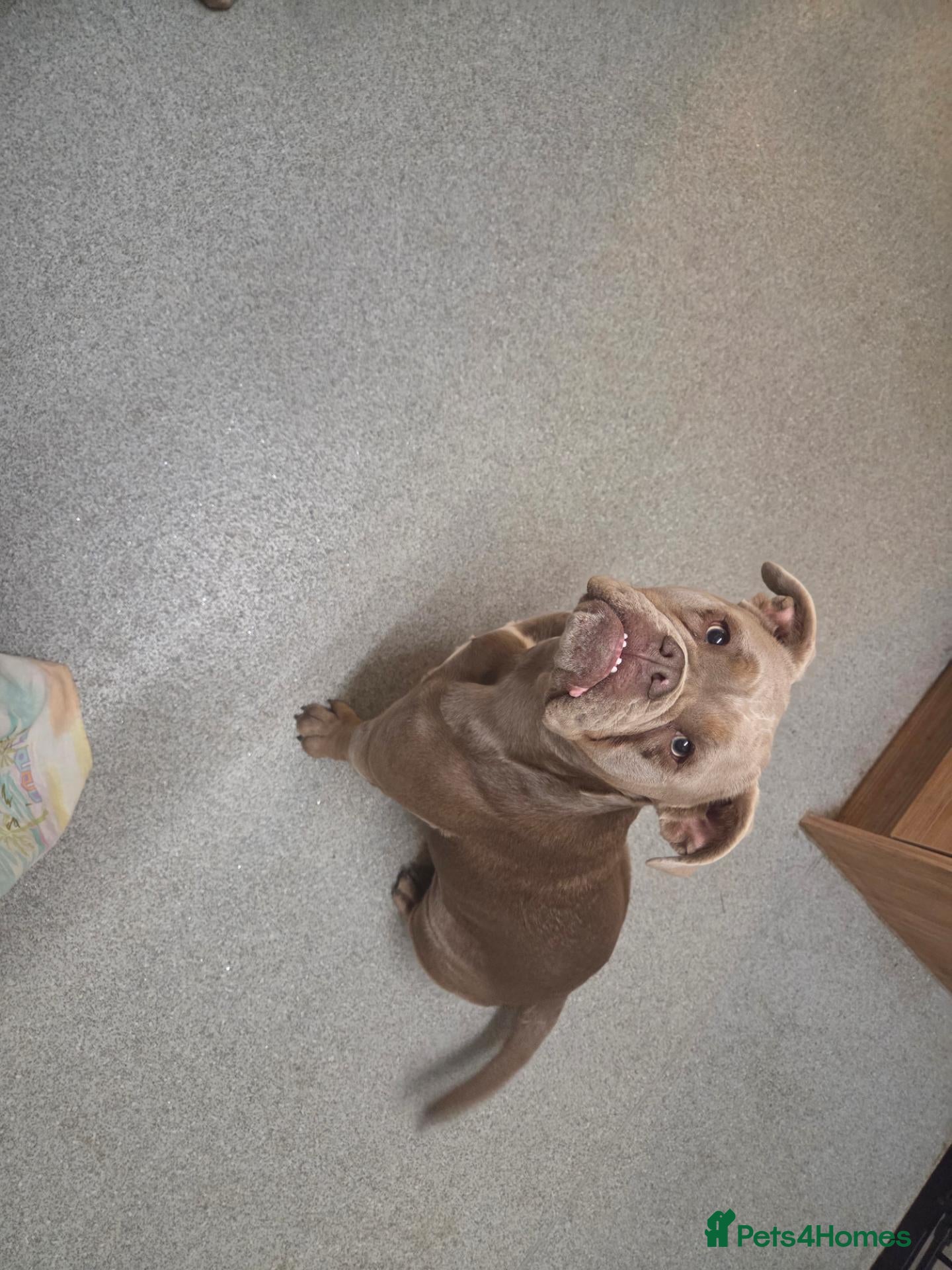Dorset Olde Tyme Bulldogge dogs Make & bitch need rehoming  asap - Advert 1