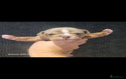Olde English Bulldogge dogs for sale: Old English Bulldog Puppies - Image 22