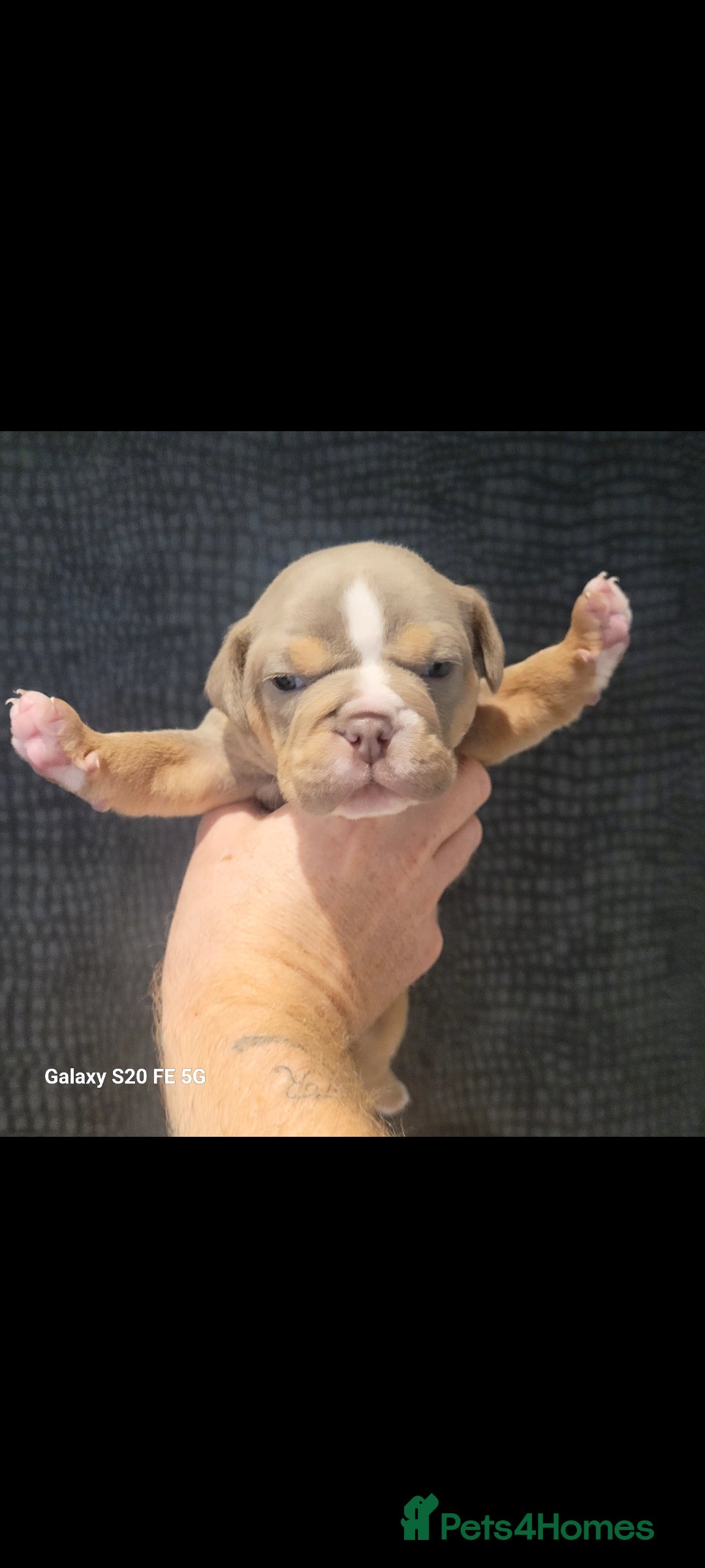 Olde English Bulldogge dogs for sale: Old English Bulldog Puppies - Image 22