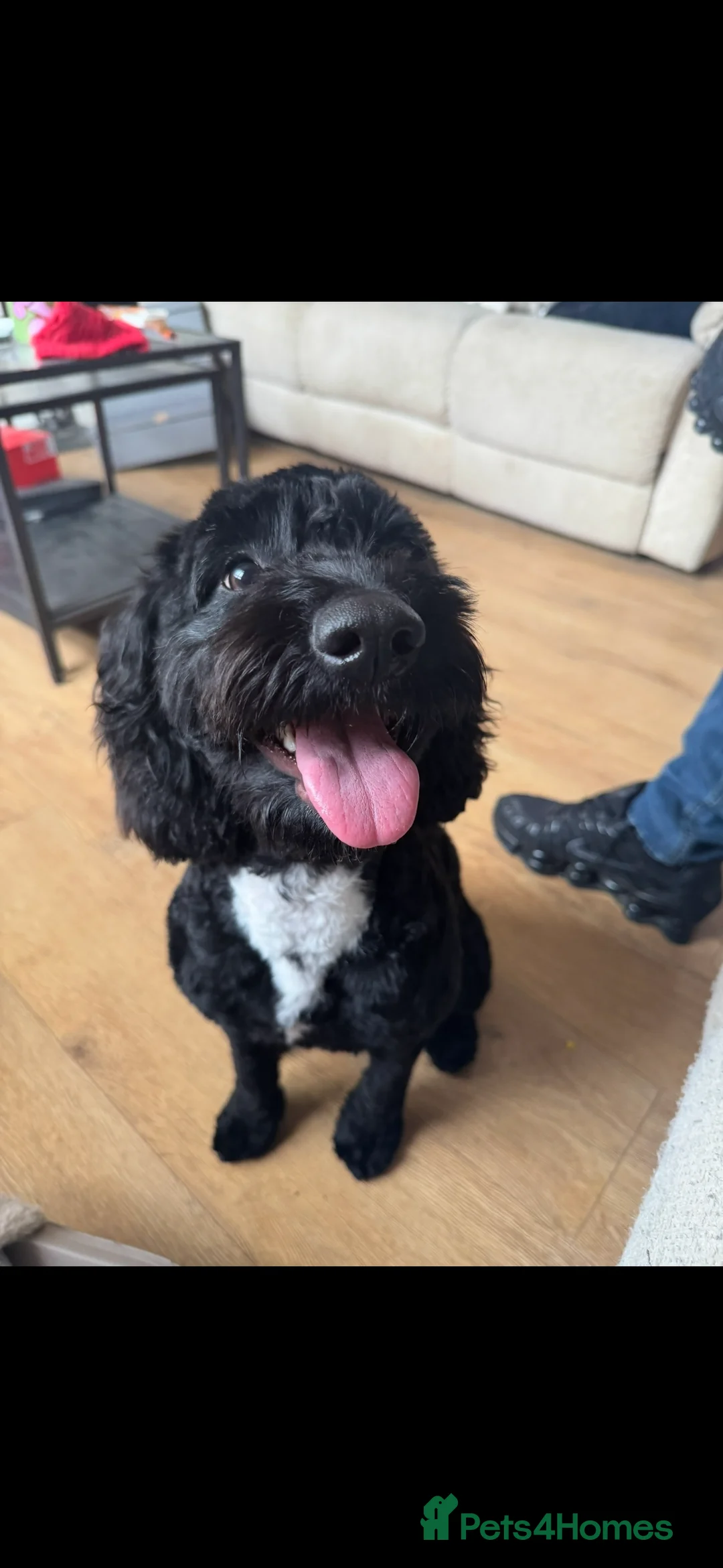 Cockapoo dogs for sale: Tilly  - Advert 7