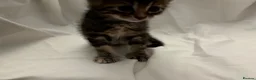 Mixed Breed cats for sale: Kittens for Sale in Neath - Advert 7