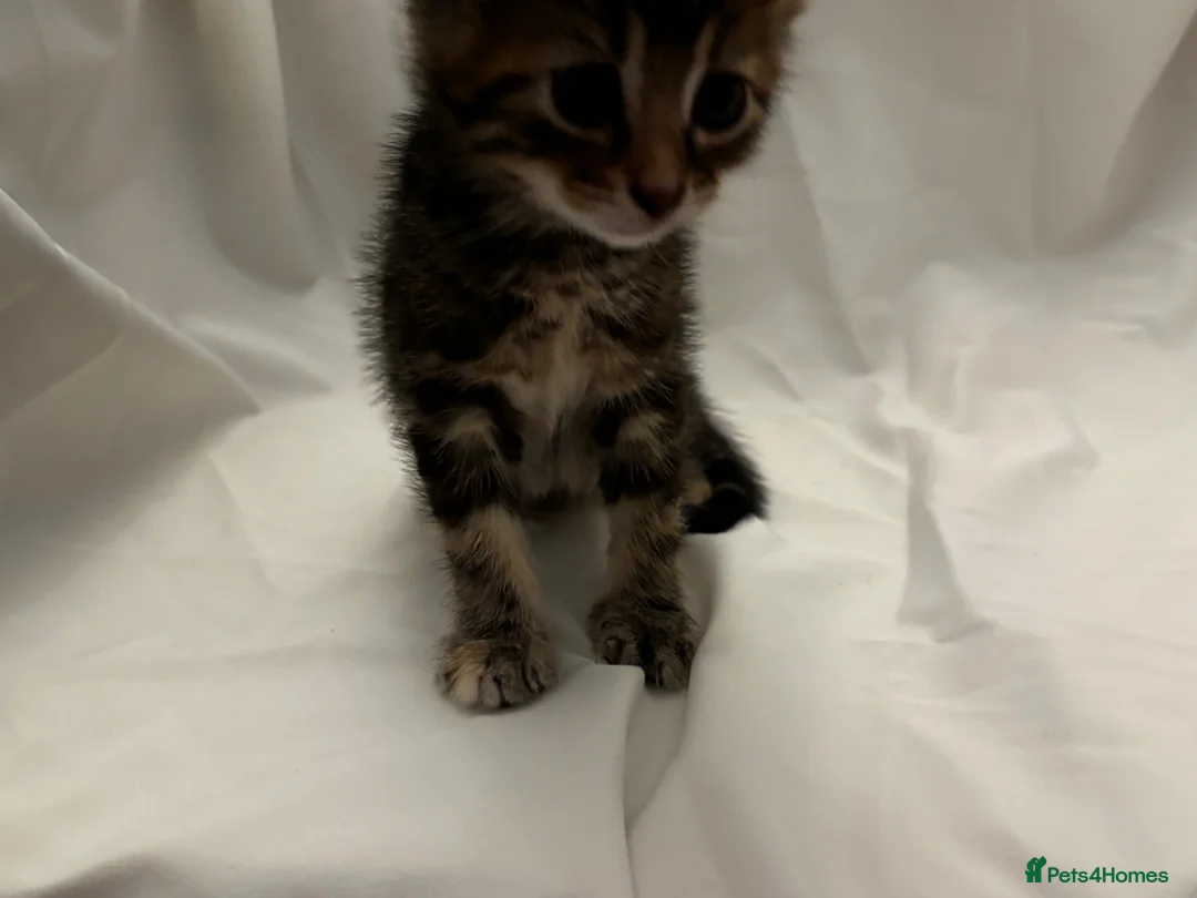 Mixed Breed cats for sale: Kittens for Sale in Neath - Advert 7