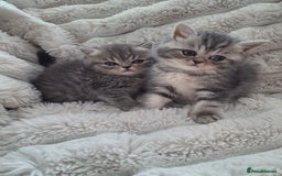 Mixed Breed cats for sale: Beautiful Persian/Exotic kittens ready now! 💫 - Image 2
