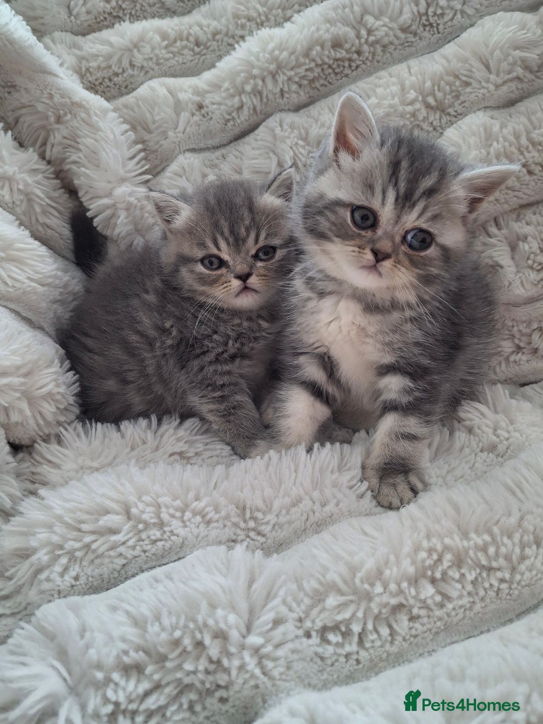 Mixed Breed cats for sale: Beautiful Persian/Exotic kittens ready now! 💫 - Image 2