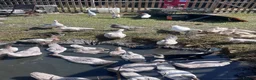Ducks poultry for sale: Muscovy Ducks for rehoming in Sleaford - Advert 3