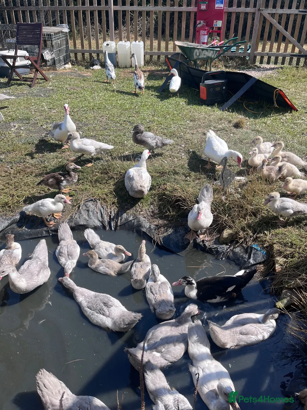 Ducks poultry for sale: Muscovy Ducks for rehoming in Sleaford - Advert 3