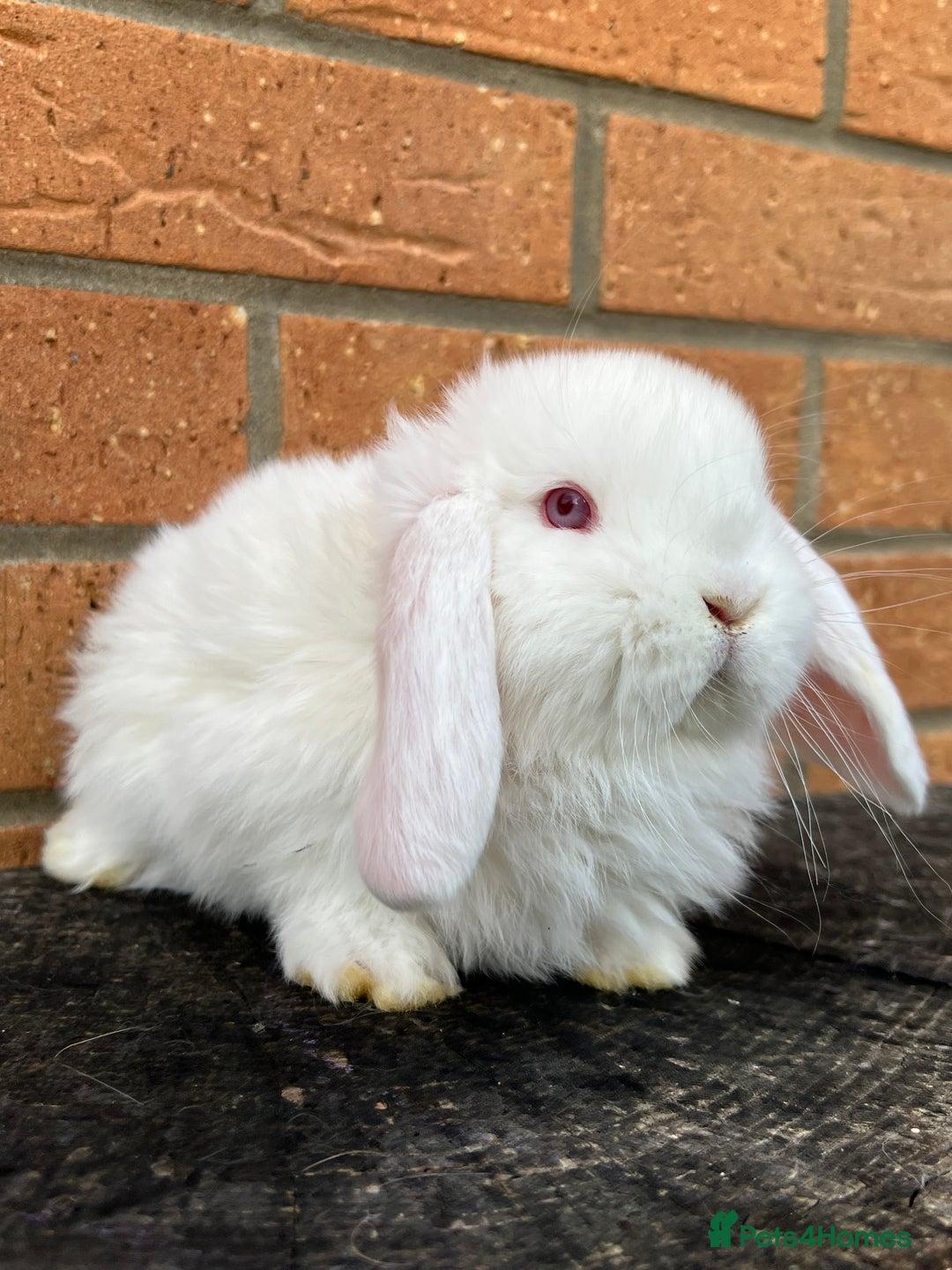 French Lop rabbits for sale: French Lops from Lincolnshire Lops - Advert 11