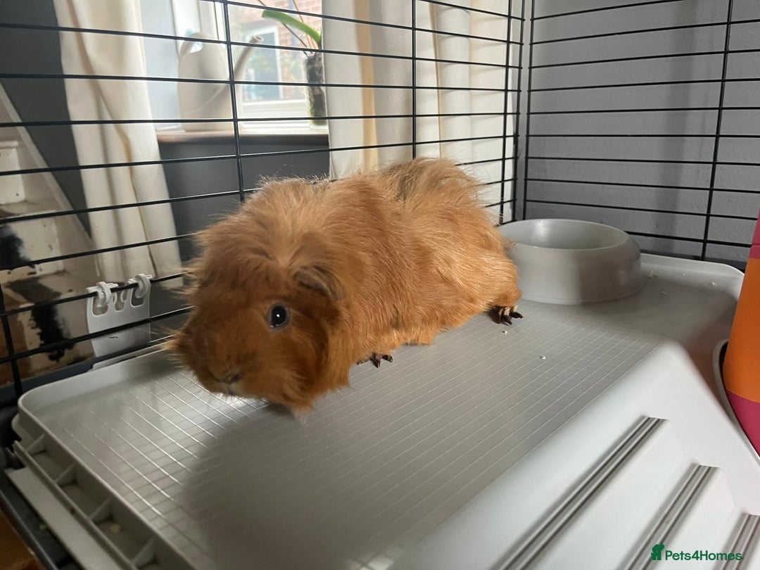 Guinea Pig rodents for sale: X2 bonded Guinea pigs females with indoor set up - Image 6