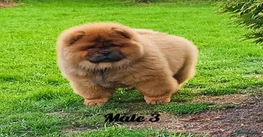 Chow Chow dogs - Advert 3