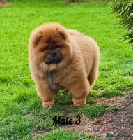 Chow Chow dogs - Advert 3