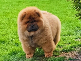 Chow Chow dogs - Advert 7