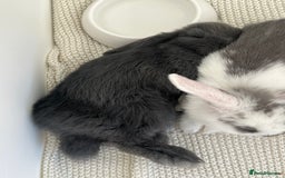 Mini Lop rabbits for sale: Rehoming Two Mini Lops - Image 18