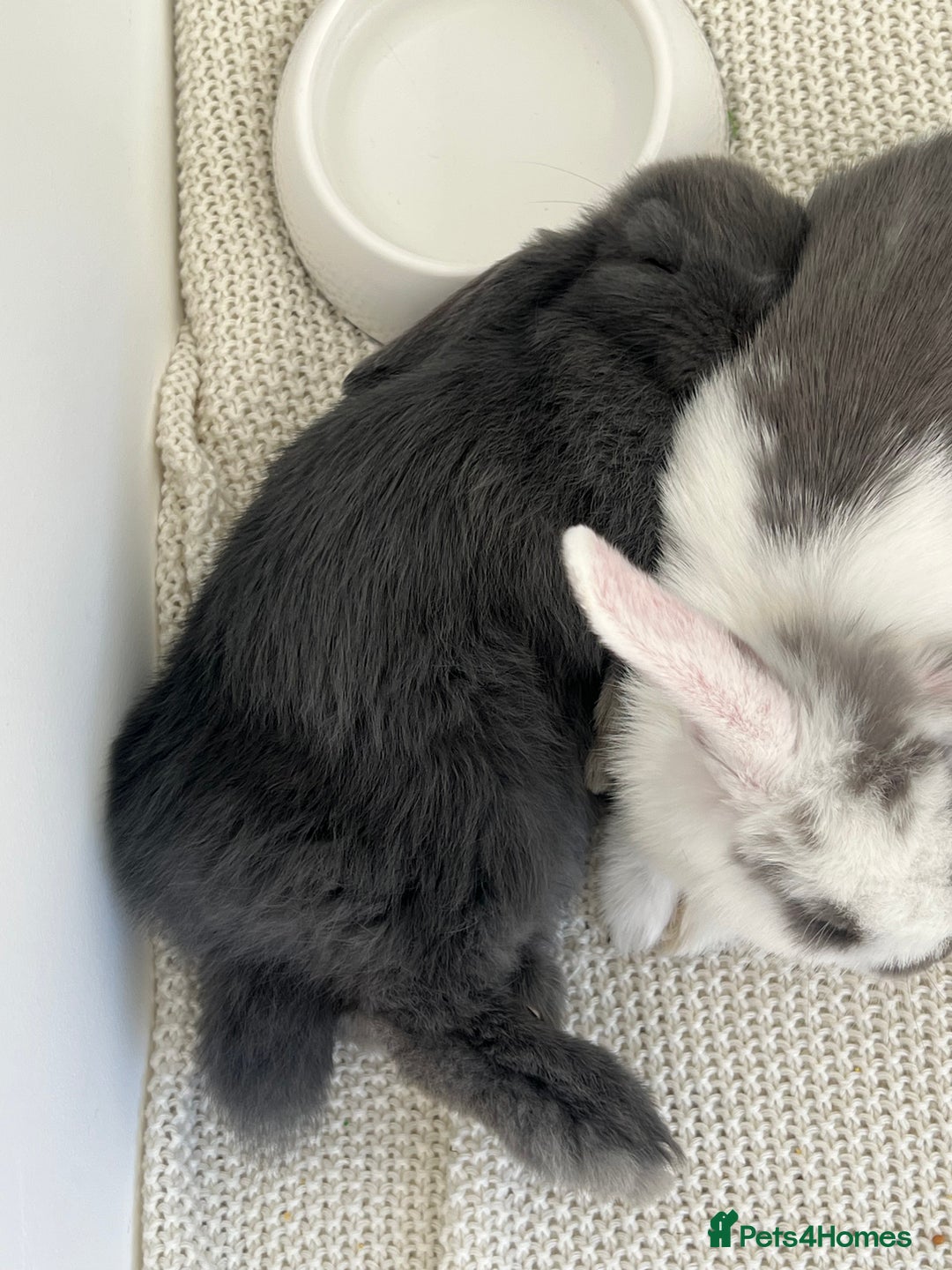 Mini Lop rabbits for sale: Rehoming Two Mini Lops - Image 18