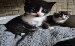 Siberian cats for sale: Beautiful Siberian x BSH kittens  - Image 21