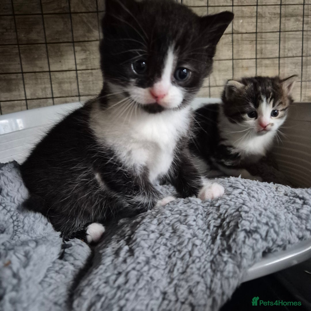 Siberian cats for sale: Beautiful Siberian x BSH kittens  - Image 21