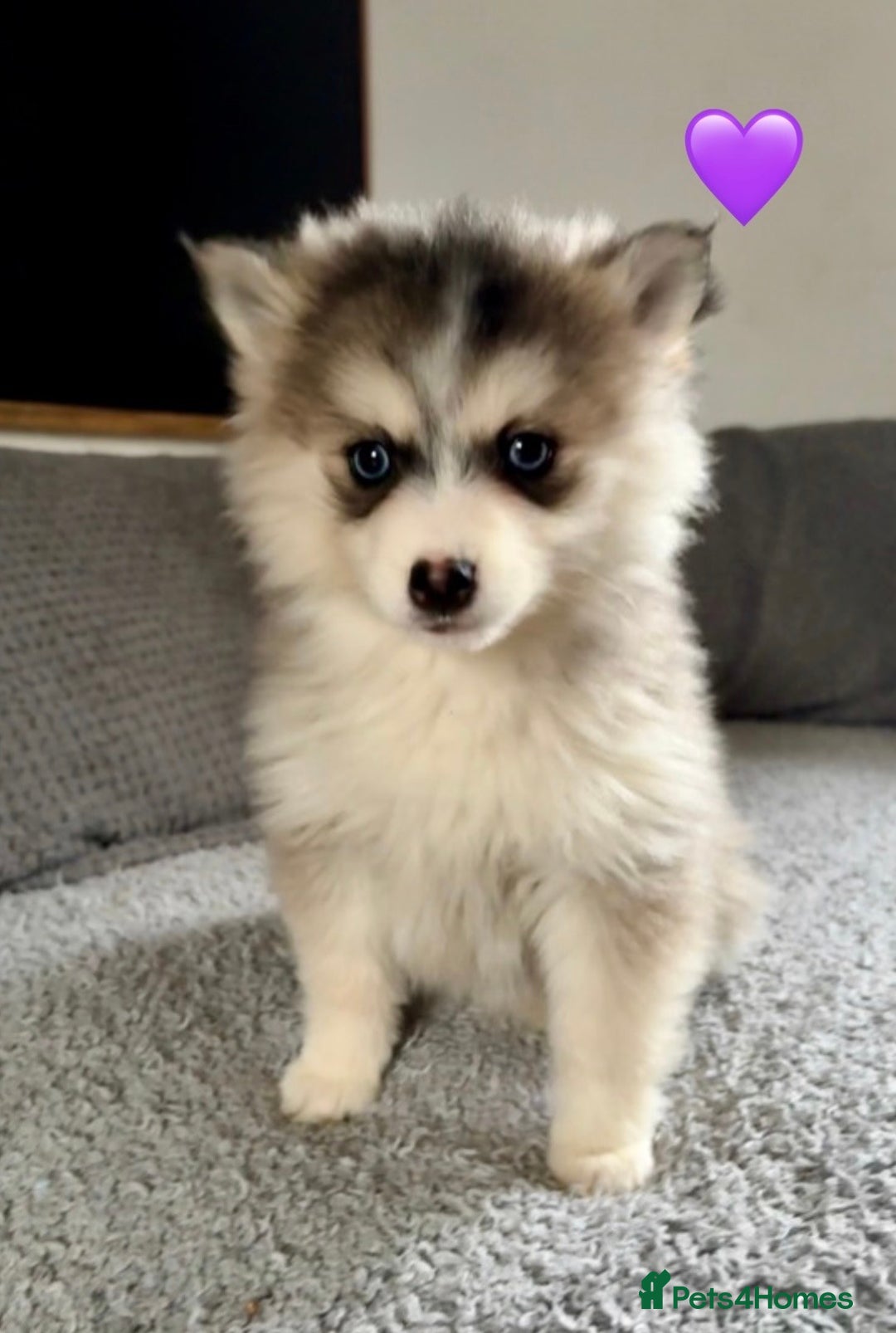 Pomsky dogs for sale: F3 pomsky puppies (Mini husky) - Advert 3