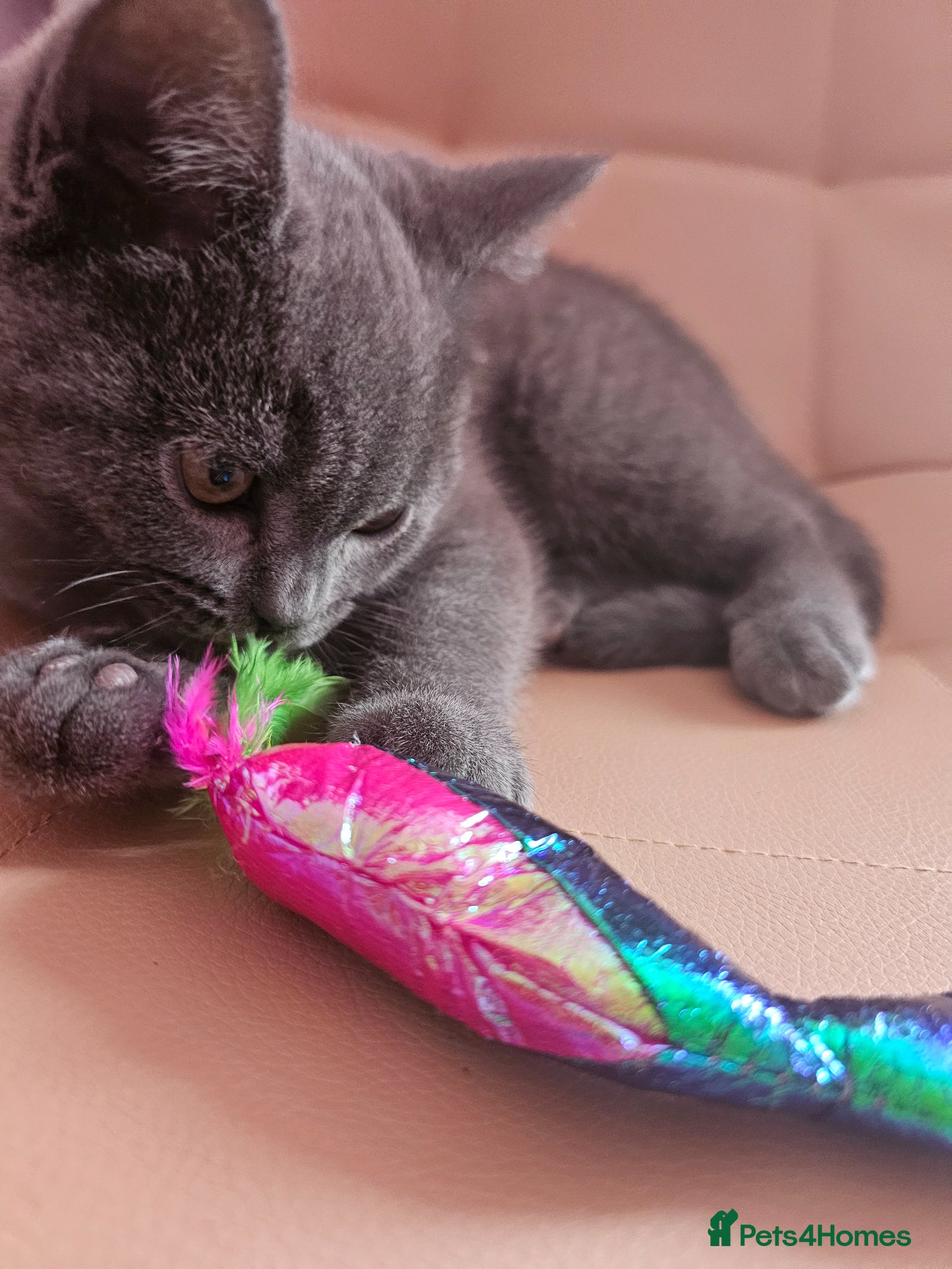 Mixed Breed cats Beautiful British Shorthair Blue Kittens - Advert 2