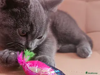 Mixed Breed cats Beautiful British Shorthair Blue Kittens - Advert 2