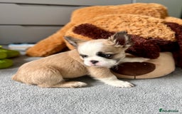 French Bulldog dogs for sale: Fluffy Husky Boy Carrying Pink - Image 2