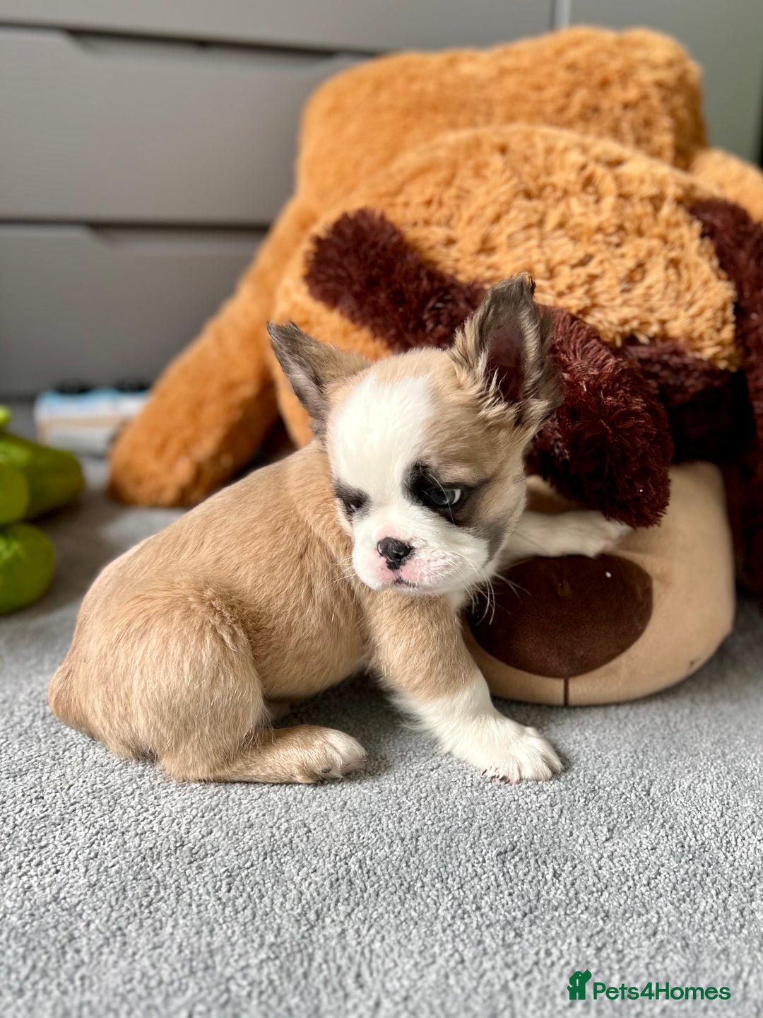 French Bulldog dogs for sale: Fluffy Husky Boy Carrying Pink - Image 2