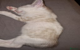 Bengal cats for sale: 4 bengal cross tabby kittens  - Image 7