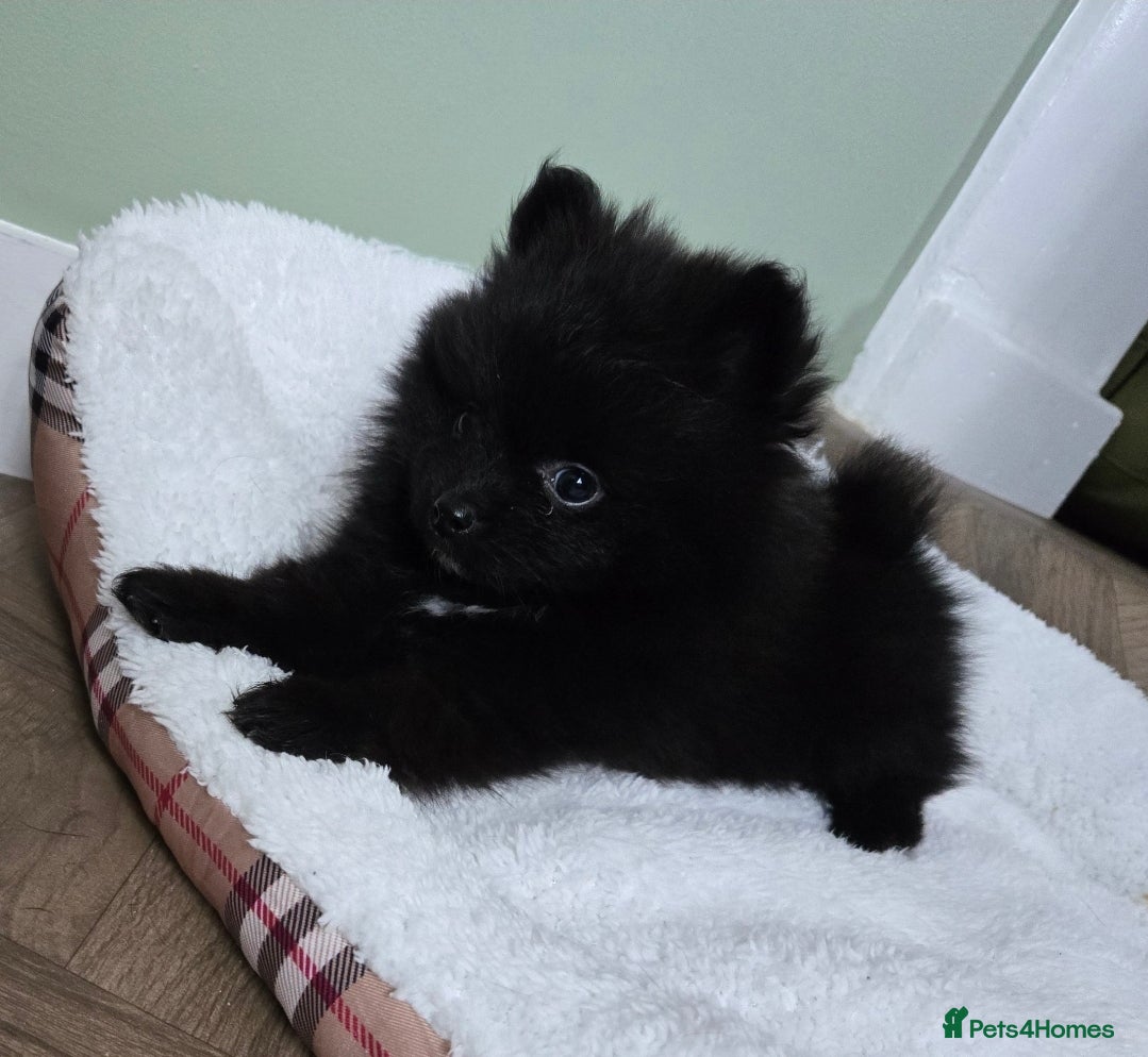 Pomeranian dogs Beautiful teddy pomeranian purebred  puppies  - Advert 18