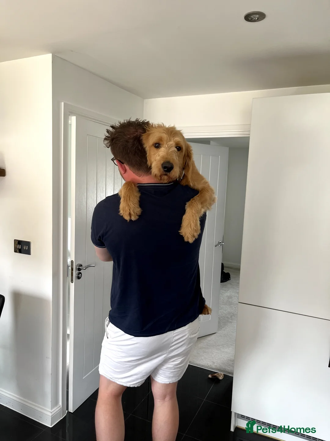 Goldendoodle dogs for stud: Proven F1 Goldendoodle Stud - Advert 1