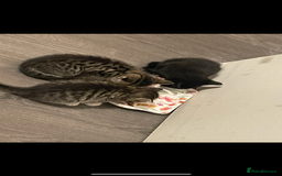 British Shorthair cats for sale: Girl kitten - Image 4