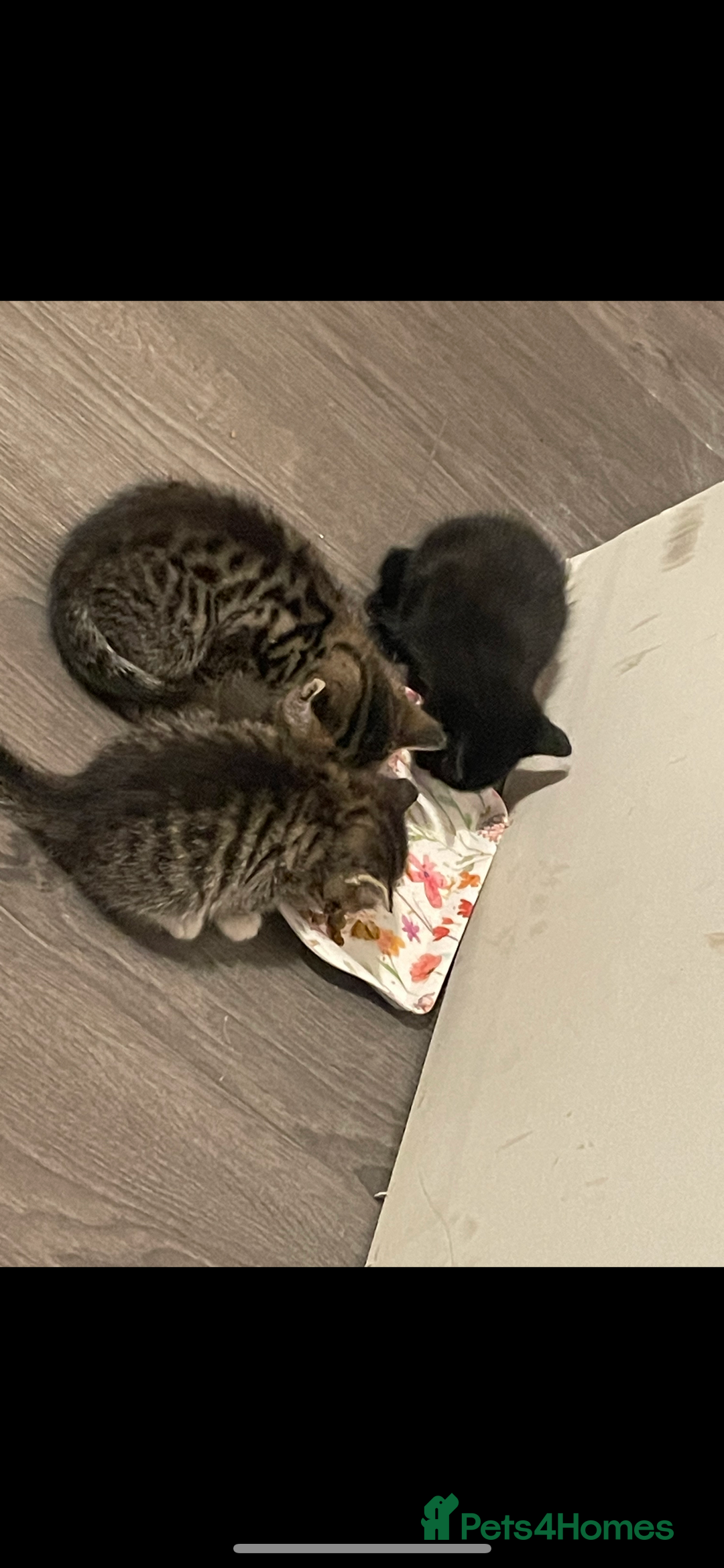 British Shorthair cats for sale: Girl kitten - Image 4