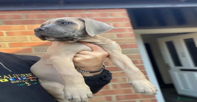 Cane Corso dogs - Advert 12