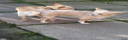 Chihuahua dogs for sale: 2cuddly chi puppies  - Advert 7