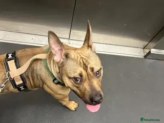 Mixed Breed dogs Taurus / Toro - Advert 7