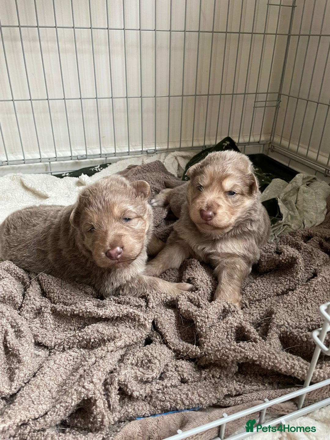 German Shepherd dogs for sale: Isabella GSD puppies - Image 1