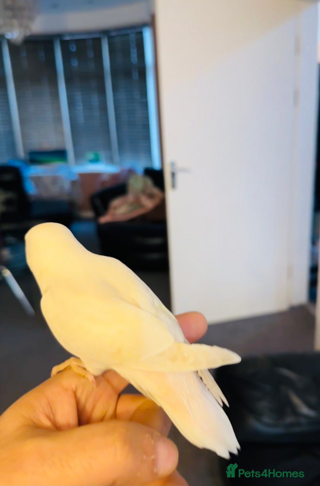 Lovebirds birds for sale: Hand-Reared, Tamed 8-Week-Old Peach-Faced Lovebird - Advert 5