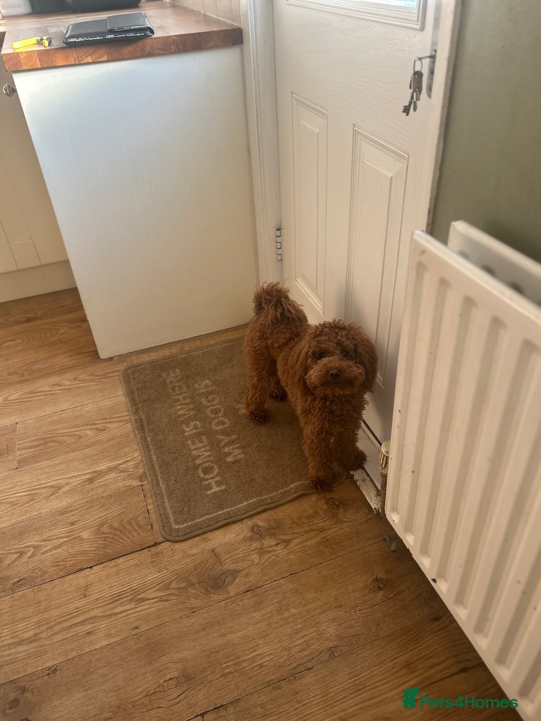 Toy Poodle dogs for stud: Kc health tested fox red Toy poodle for stud  - Image 5