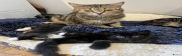 Mixed Breed cats for sale: 5 cute kittens for sale 🐾🐾🥹 - Advert 16