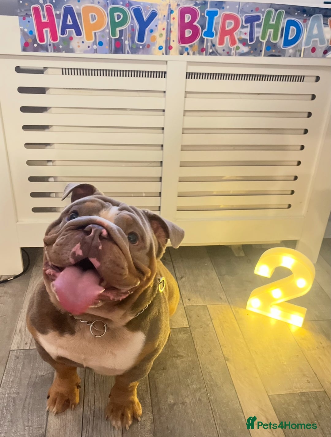 English Bulldog dogs for sale: Male English Bulldog - Advert 4
