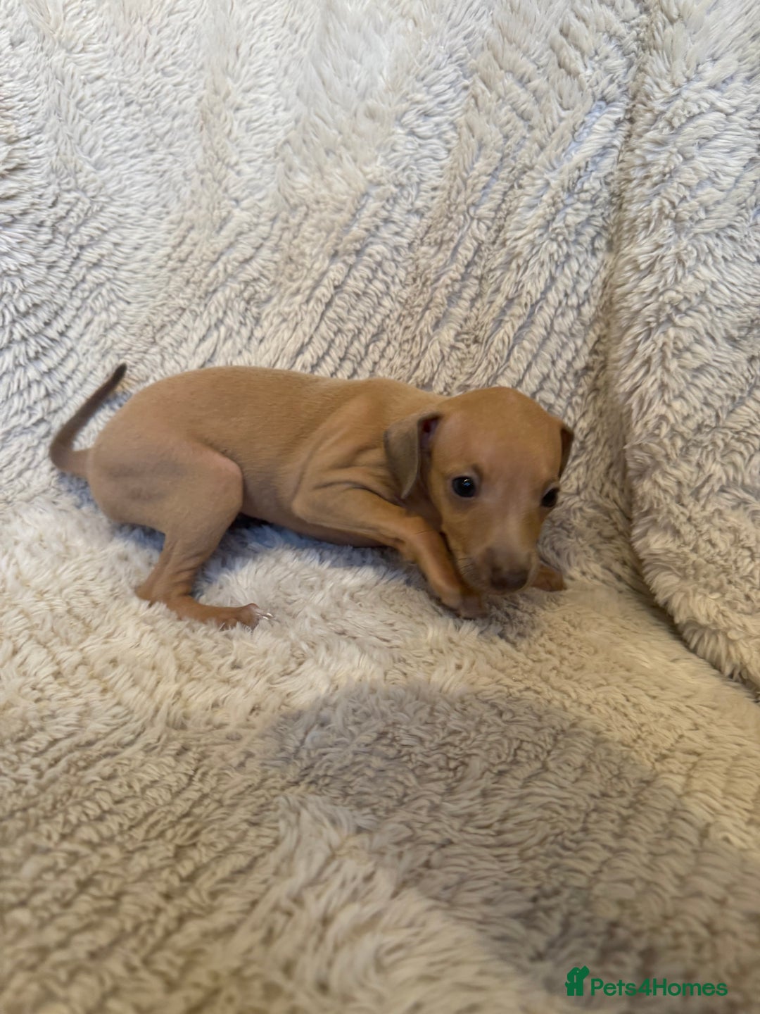 Italian Greyhound dogs for sale: KC Champion lines ⭐️ Italian Greyhound puppies  - Advert 24