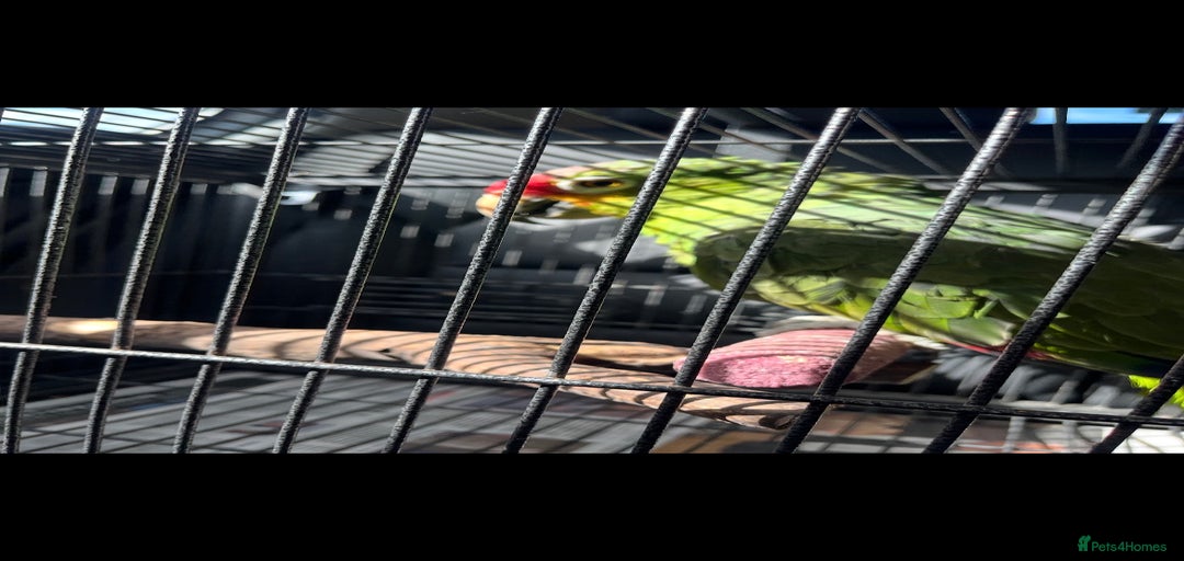 Gallery Image {{count}}